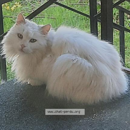 Photo 1/1 Peluche Chat perdu à Sonnaz