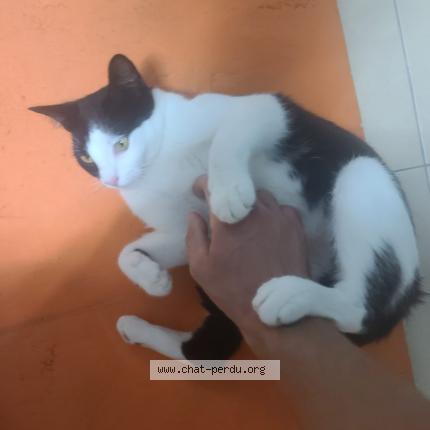 Photo de chat perdu à Toulouse