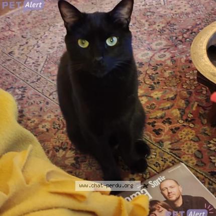 Photo de chat perdu à Douzat