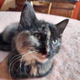 Photo de chat perdu à Le Grand Quevilly