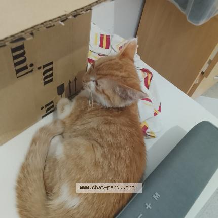 Photo de chat trouvé à Saintes