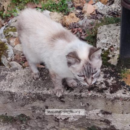 Photo 1/1 Lilly Chat perdu à Jaunay clan