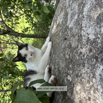 Photo 1/1 Félix Chat perdu à Grasse