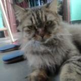 Photo de chat perdu à Hyderabad