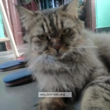 Photo 1/1 Soni Chat perdu à Hyderabad