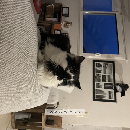 Photo de chat perdu à Saint Leger Sous Cholet