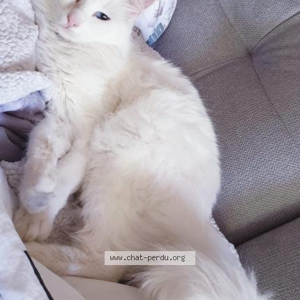 Photo de chat perdu à Beziers