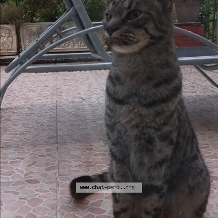 Photo 1/1 Chat retrouvé Trouvé à Geispolsheim