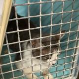 Photo de chat perdu à Andresy