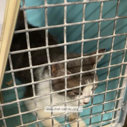 Photo 1/1 Chat retrouvé Perdu à Andresy