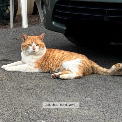 Photo 1/1 Rouquin Chat perdu à Tresques