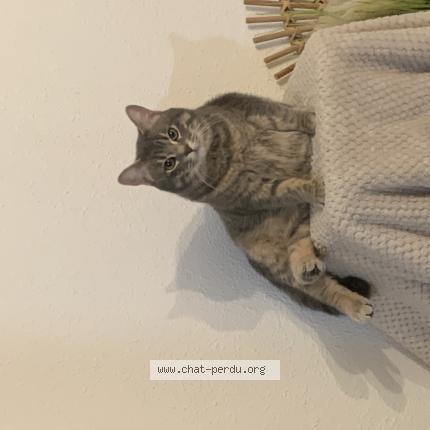 Photo de chat perdu à Fenouillet