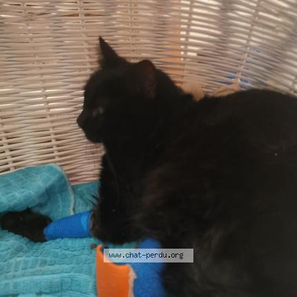 Photo de chat trouvé à Lyon