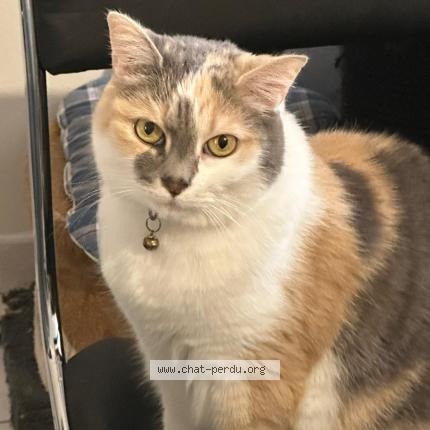Photo de chat perdu à Nouatre