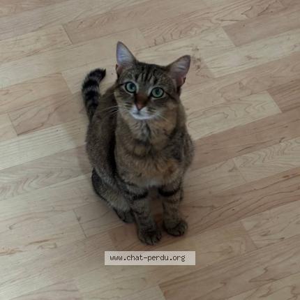 Photo 1/1 Crumble Chat perdu à Toulouse