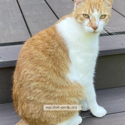 Photo de chat perdu à Rennes