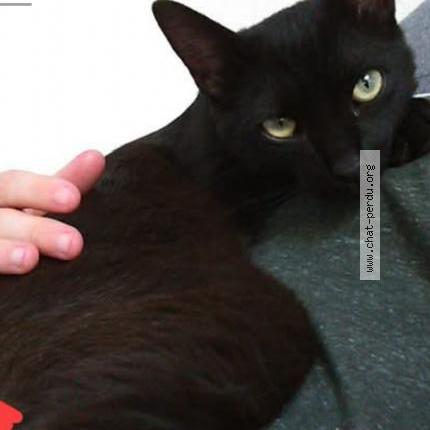 Photo 1/1 Capsule Chat perdu à Orange