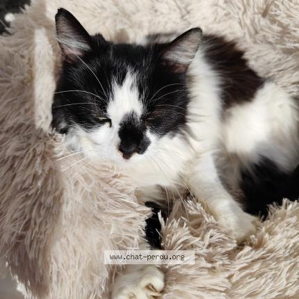 Photo 1/1 Abby Chat perdu à Saint remy de provence