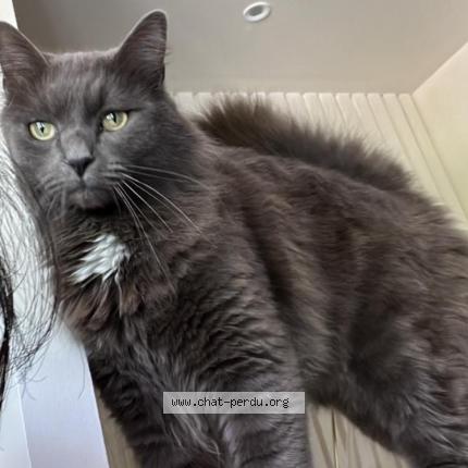 Photo de chat perdu à Bessancourt