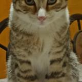 Photo de chat perdu à Yura