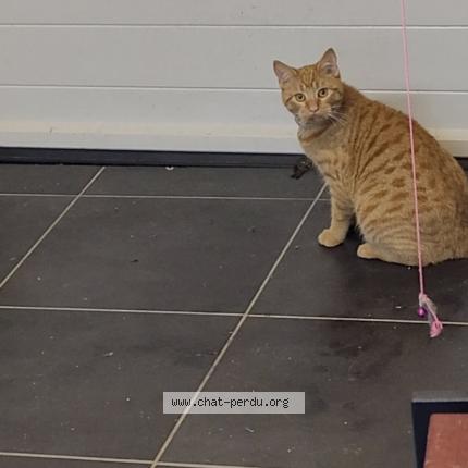 Photo 1/1 Simba Chat perdu à Commana