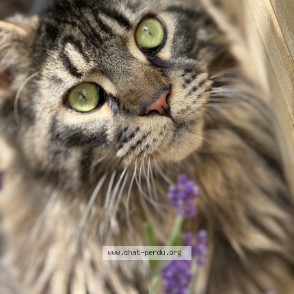 Photo 1/1 Valco Chat perdu à Wasquehal