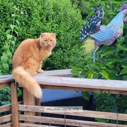 Photo 1/1 Tchoup Chat perdu à Moidieu detourbe