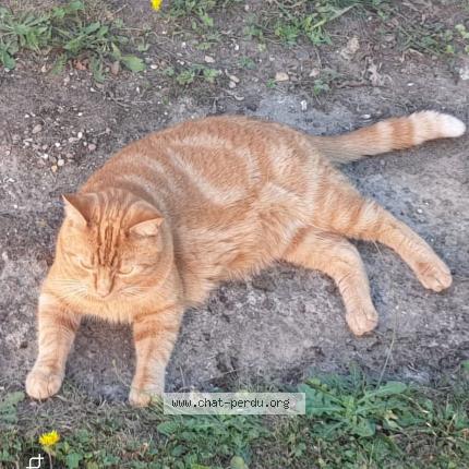 Photo de chat perdu à Gennevilliers
