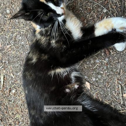Photo de chat perdu à Montpellier