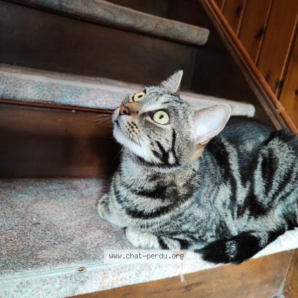 Photo 1/1 Chat retrouvé Perdu à Hellemmes Lille