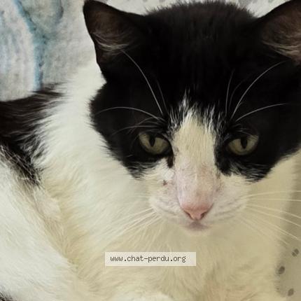 Photo 1/1 Cheyenne Chat perdu à Villeneuve les beziers