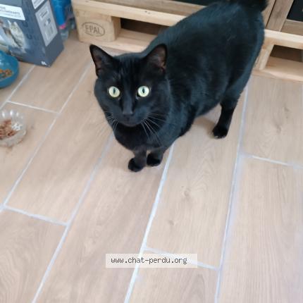 Photo 1/1 Cookie Chat perdu à Mormant