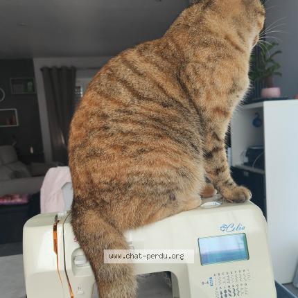 Photo 1/1 TALA Chat perdu à Leyment