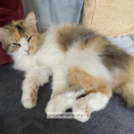 Photo de chat perdu à Puchay