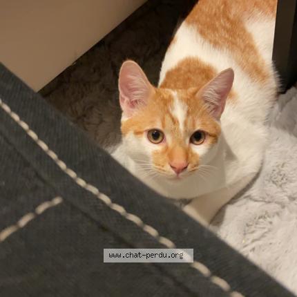 Photo de chat perdu à Sorel Moussel