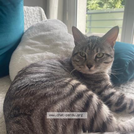 Photo 1/1 Arès Chat perdu à Thevet saint julien