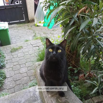 Photo 1/1 Chat retrouvé Perdu à Colombes