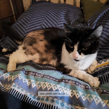 Photo 1/1 Chipie Chat perdu à Nanteuil aurillac de bourzac