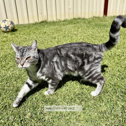 Photo 1/1 Mo Chat perdu à Thomastown melbourne