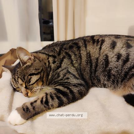 Photo 1/1 Sweetie Chat perdu à Regusse