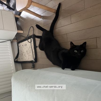 Photo 1/1 Chat retrouvé Perdu à Alfortville