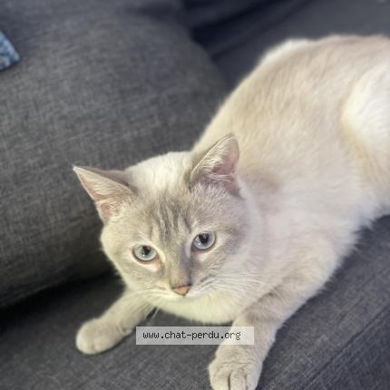 Photo 1/1 Chat retrouvé Perdu à Luzancy