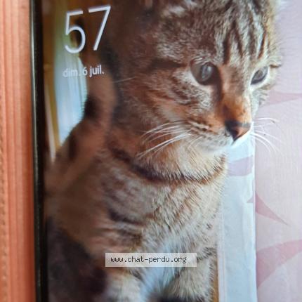 Photo 1/1 Rio Chat perdu à Strasbourg