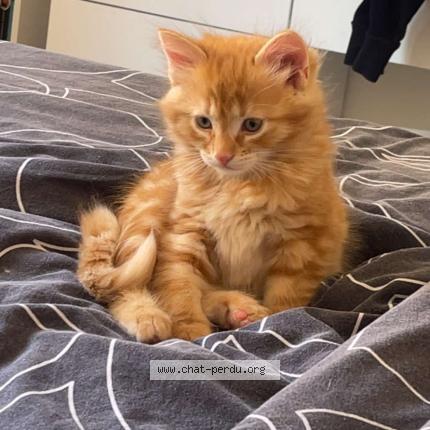 Photo 1/1 Winnie Chat perdu à Chauny