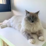 Photo de chat perdu à Paray Douaville