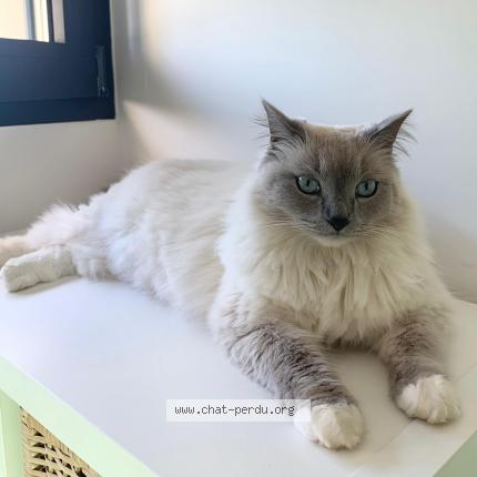 Photo 1/1 Chat retrouvé Perdu à Paray douaville