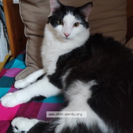 Photo 1/1 Bounty Chat perdu à Chambery