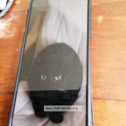 Photo 1/1 Lola Chat perdu à Erquinghem lys