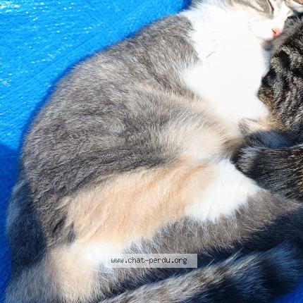 Photo 1/1 Minette Chat perdu à Challans