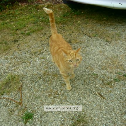 Photo de chat trouvé à La Rouquette